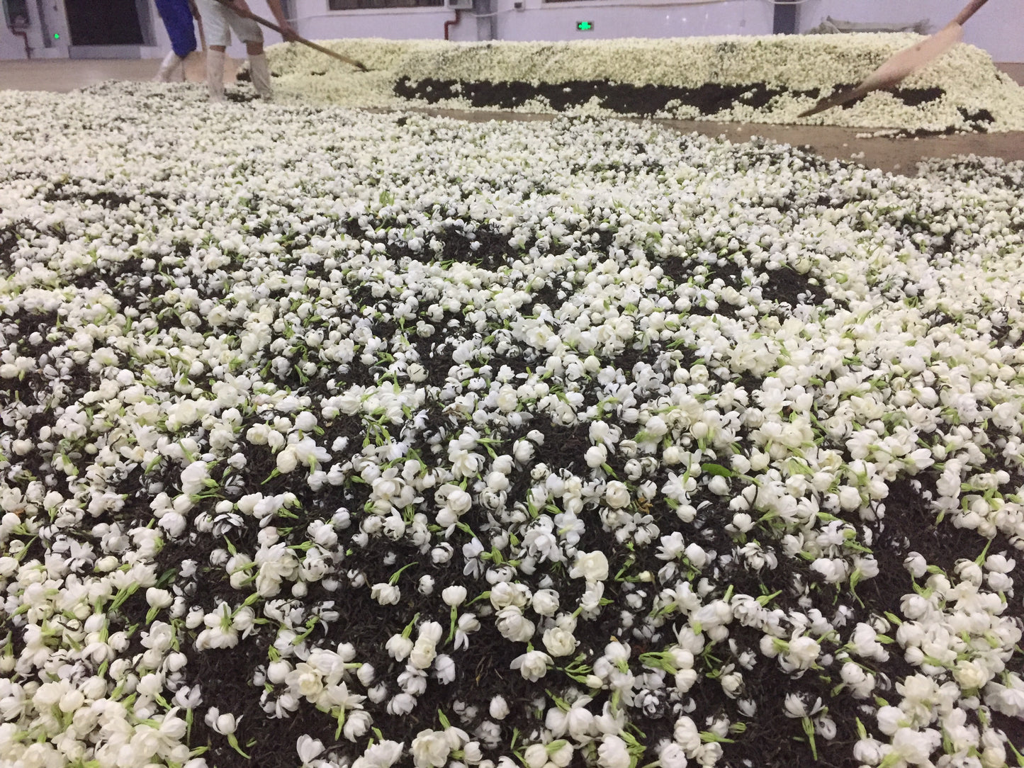 Jasmine Dragon Pearls