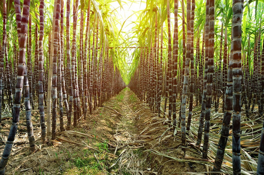 Sourcing Stories: Brazilian Organic Cane Sugar