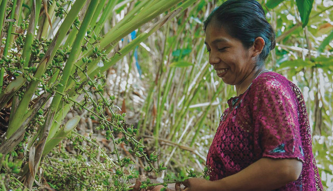 Sourcing Stories: Guatemalan Cardamom