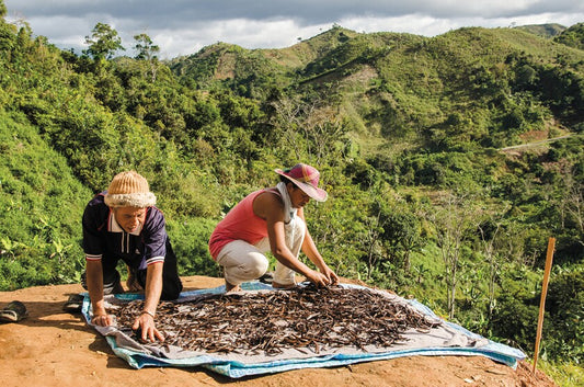 Sourcing Stories: Madagascar Vanilla