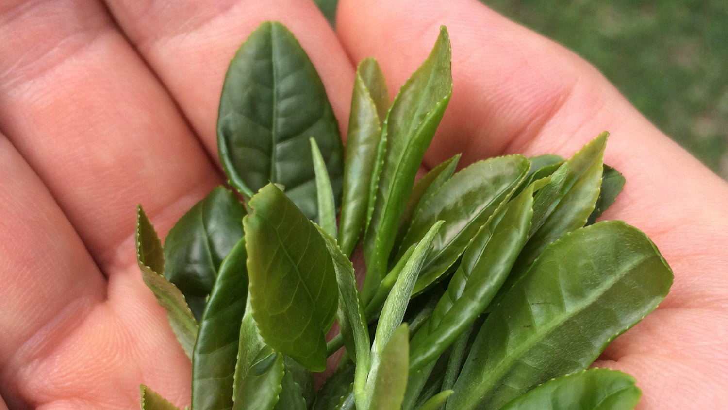 Green Teas